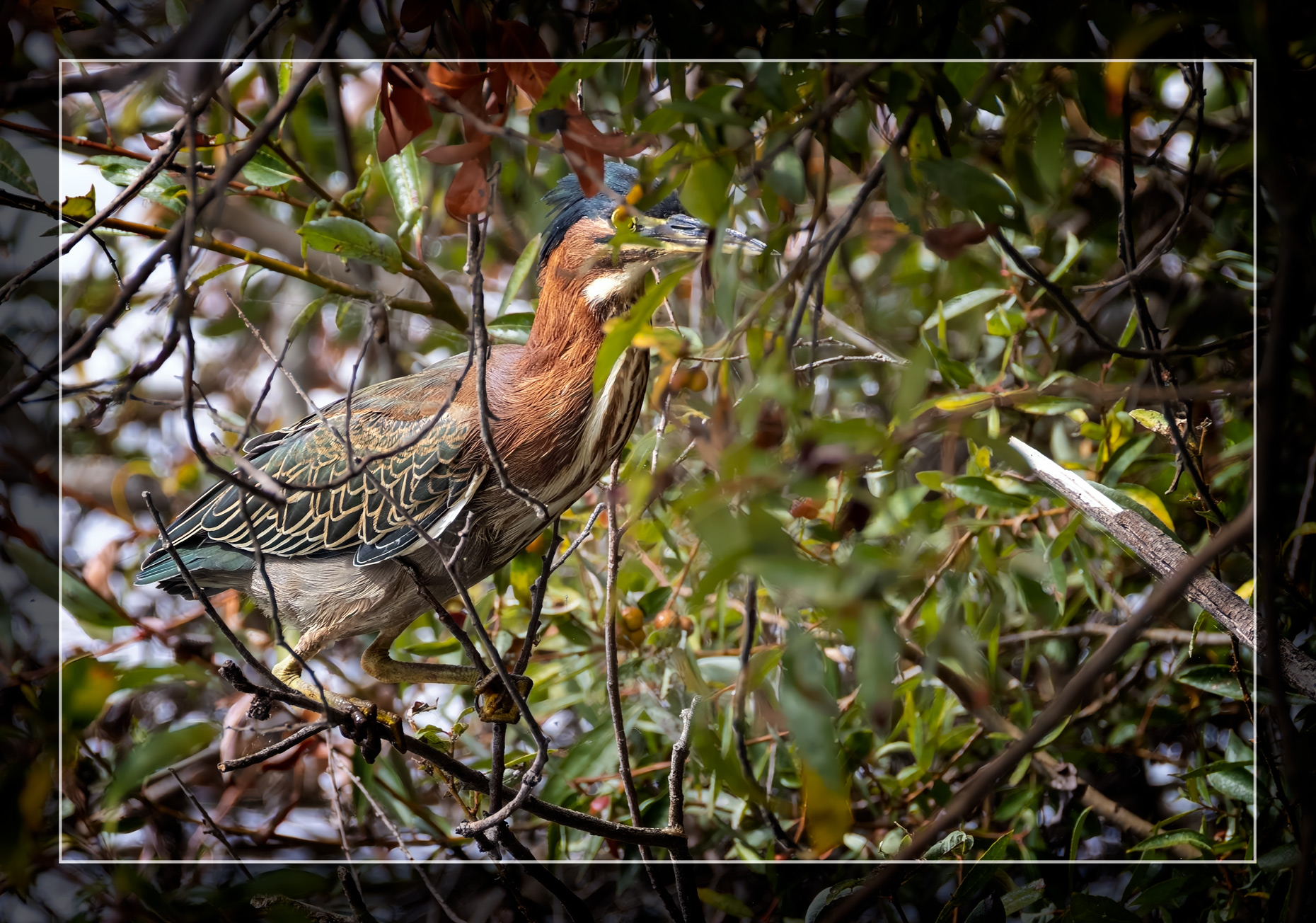 Birdwatching at Lake Ralphine: A Memorable Visit