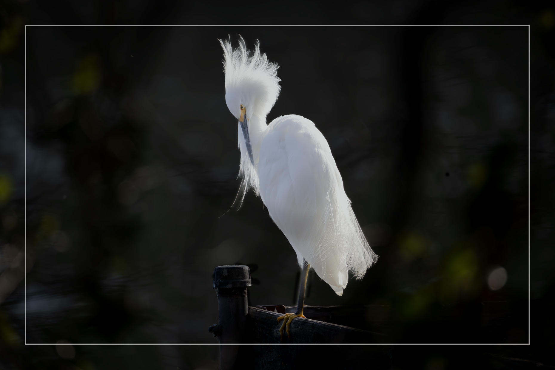 Finding Joy in Birding: One Good Bird Experience